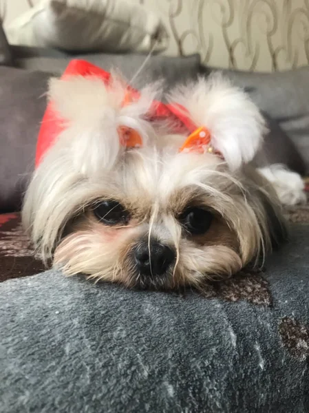 Pequeño Perro Peludo Con Arco Pequeño Perro Peludo Con Arco — Foto de Stock