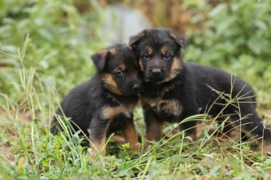 İki küçük çoban köpeği. Çimlerde köpek yavruları.