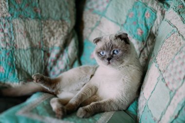 Vistow 'lu sağır bir kedi yastıkların arasında kanepede..