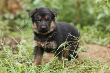 Bir çoban köpeği yavrusu çimenlerde yürüyor. Çoban.