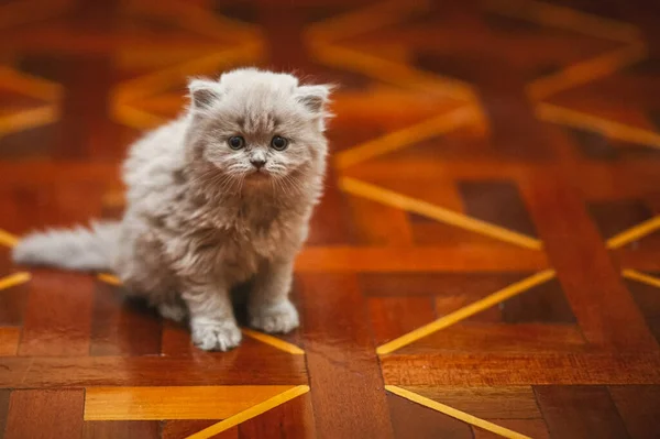 Grey Fluffy Kitten Floor Pet Kitten — Stock Photo, Image