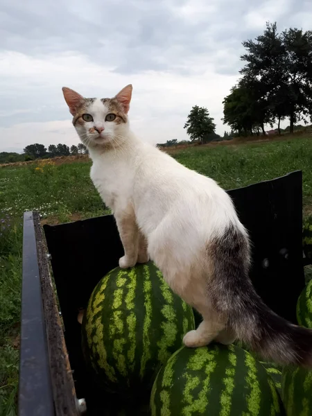 猫はスイカに登った 猫がトラックの中でスイカの上を歩く — ストック写真