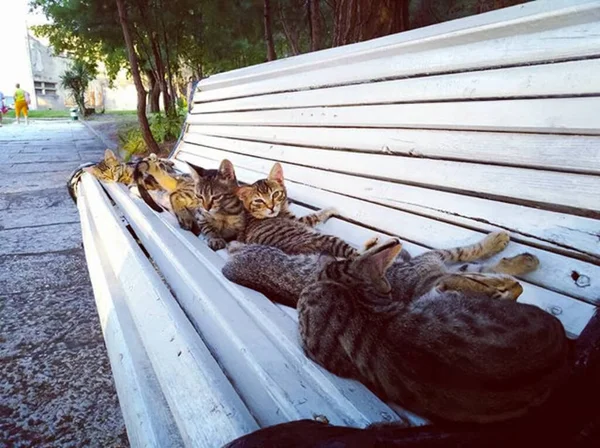 Πολλές Γάτες Ξαπλώνουν Στο Παγκάκι Του Πάρκου Πολλές Γάτες Ξαπλώνουν — Φωτογραφία Αρχείου