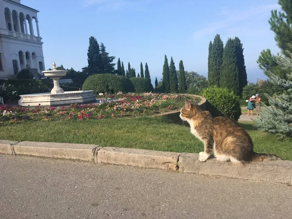 Gato Senta Passeio Perto Canteiro Flores — Fotografia de Stock