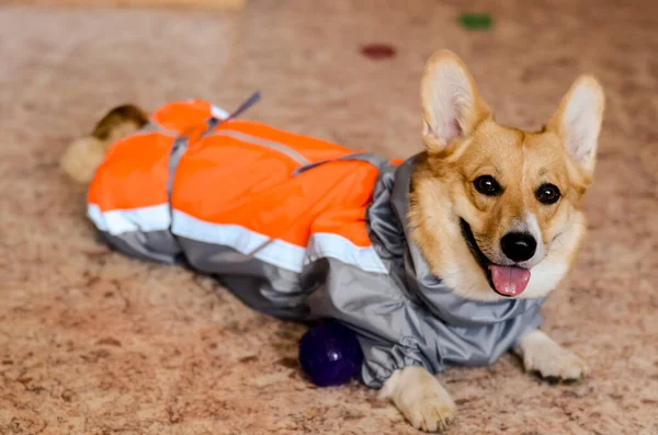 Perro Con Ropa Una Chaqueta Para Perro Ajuste Ropa Imagen de stock