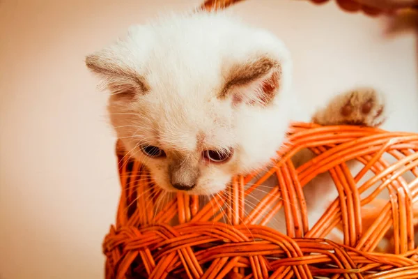 Turuncu Sepetteki Kedi Yavrusu Yavru Kedi Her Yerde Takılıyor Tırmanıyor — Stok fotoğraf