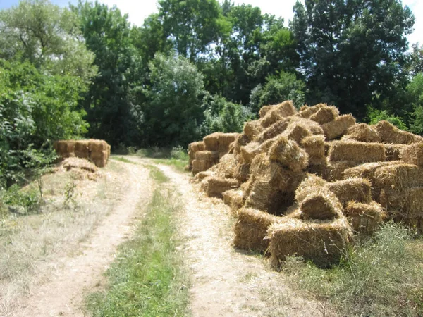 Bales Hay Lie Side Road Hay Harvesting — Stock Photo, Image
