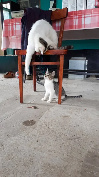 Dois Gatos Jogar Uma Cadeira Quintal — Fotografia de Stock