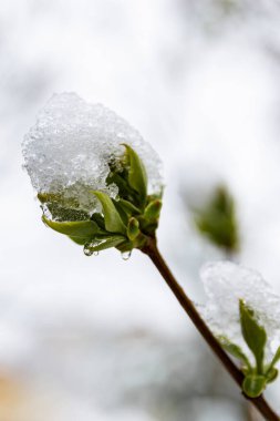 Green sprout covered with ice and snow in early spring. Macro photograph of a small green sprout with ice crystals and snow. Symbol of new life, rebirth, and resilience of nature. Dark blurred background emphasizes the freshness of the plant.
