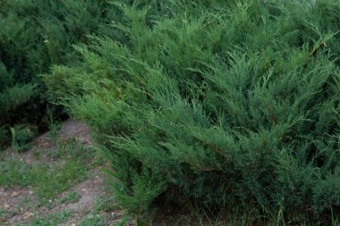 Şehir parkında peyzajlı bir çiçek tarlasında yetişen bir ardıç çalısı. Bitki yeşil ve doğal yumuşak ışıklarla çevrili, sakin ve temiz bir açık hava ortamı yaratıyor..
