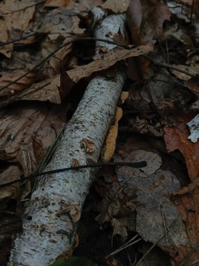 Kuru kahverengi sonbahar yapraklarından oluşan bir yatakta düşmüş beyaz bir huş ağacının yakın plan çekimi. Görüntü, kabuk ve orman toprağının alçak atmosferik ışıklandırmadaki doğal dokusunu gösteriyor..