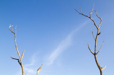 ölü ağaç dalı mavi gökyüzü