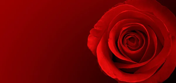 Czerwone Róże Tło Kwiat — Zdjęcie stockowe