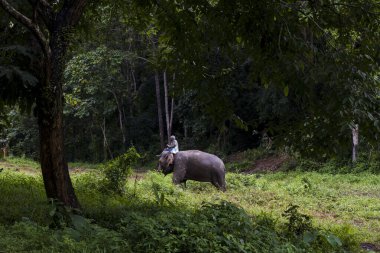 Ormandaki filler ve Tayland 'daki doğa parkındaki mahout.