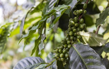 Yumuşak odaklı ağaçta kahve çekirdekleri ve arka planda ışık.