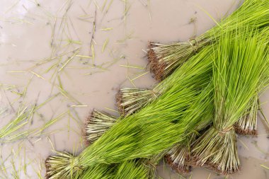 Çiftçilik. Çiftçi, yumuşak odaklı ve arka planda ışık alan pirinç fidanları hazırlıyor.