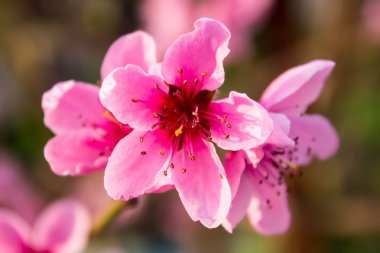 pembe şeftali çiçeği