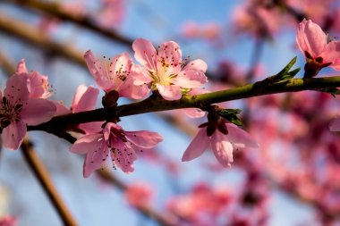 pembe şeftali çiçeği