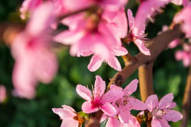 pembe şeftali çiçeği