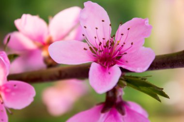 pembe şeftali çiçeği