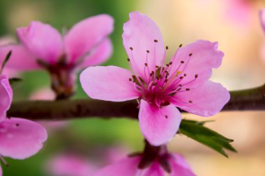 pembe şeftali çiçeği