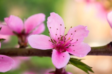 pembe şeftali çiçeği