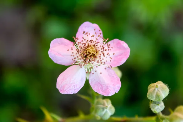 Flor de Brambleberry rosa — Fotografia de Stock