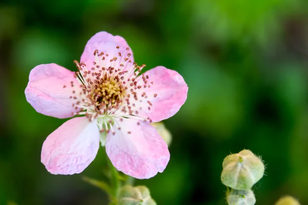 Flor de Brambleberry rosa — Fotografia de Stock