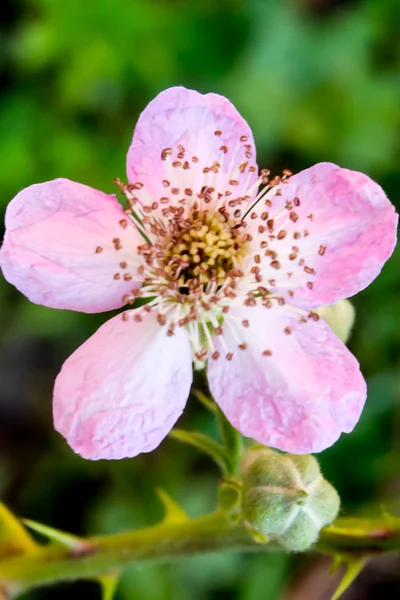 Kwiat różowy Brambleberry — Zdjęcie stockowe