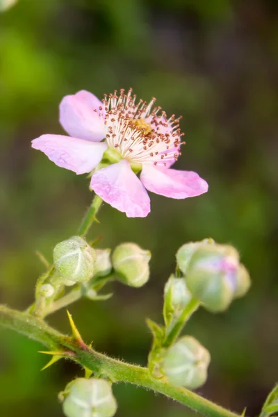 Rosa rosa flor — Fotografia de Stock