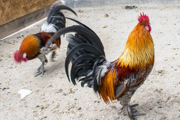 Junge Rooste gehen lizenzfreie Stockfotos