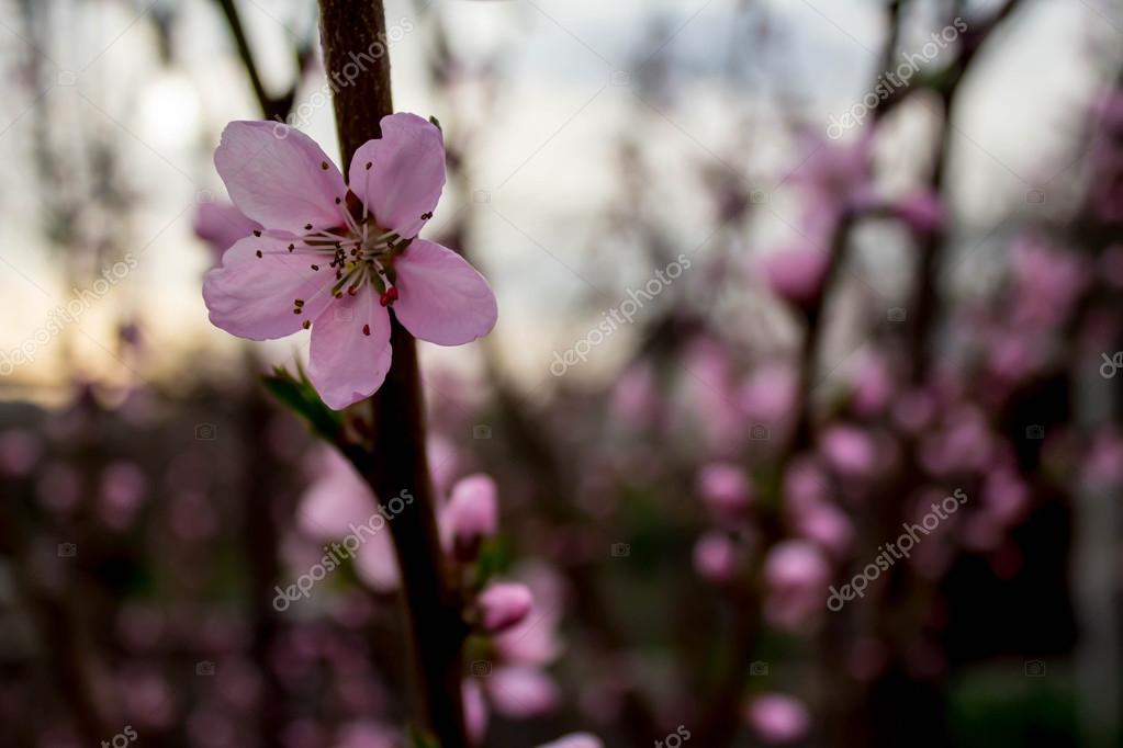 Pink Peach Flower Stock Photo by ©tnikandrov 117045326