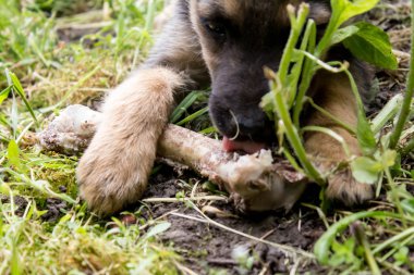 hayvan köpek