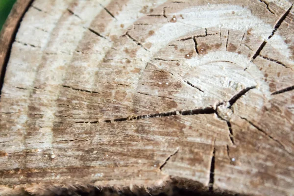 Brązowy drewno — Zdjęcie stockowe