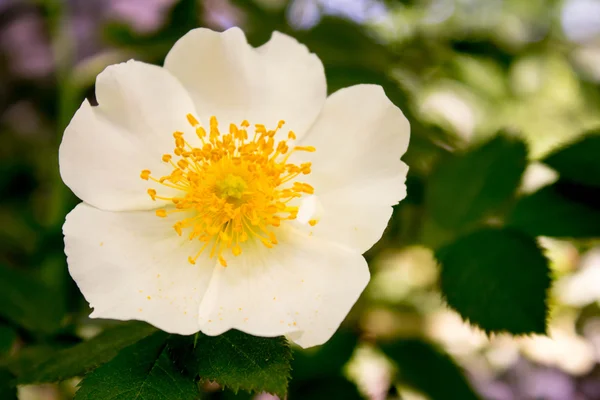 Flor — Fotografia de Stock