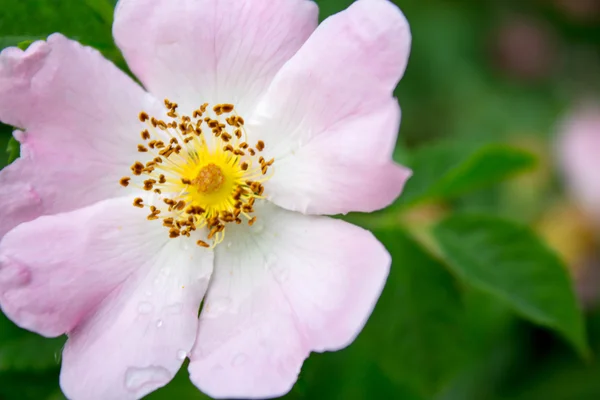 Flor — Fotografia de Stock