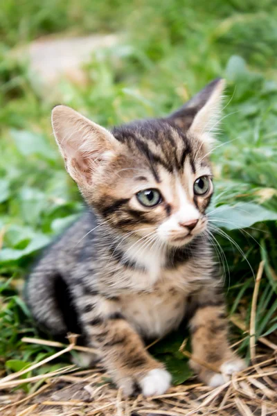 ลูกแมว — ภาพถ่ายสต็อก