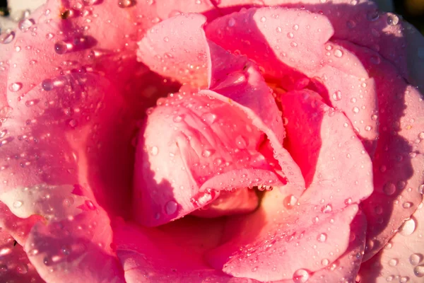 Rose ! — Photo