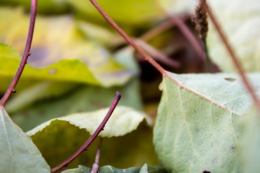 birçok sonbahar yaprakları