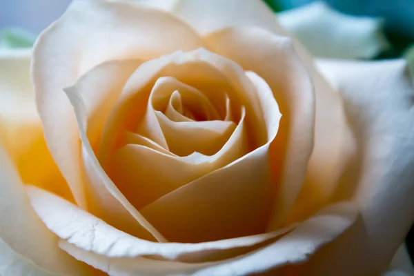Beauty pink rose — Stock Photo, Image
