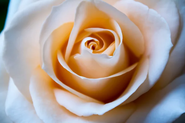 Schönheit rosa Rose — Stockfoto