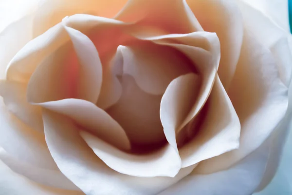 Krása růžové růže — Stock fotografie