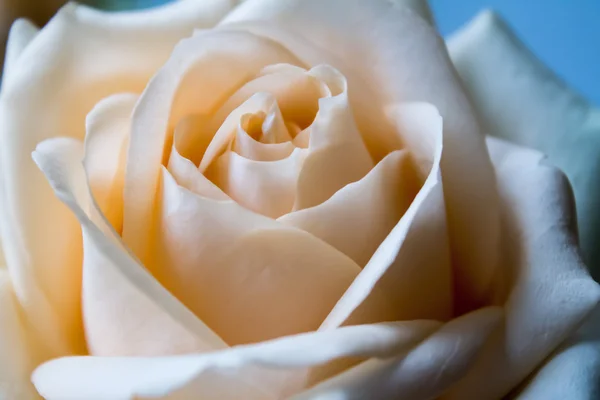 Rosa de beleza — Fotografia de Stock