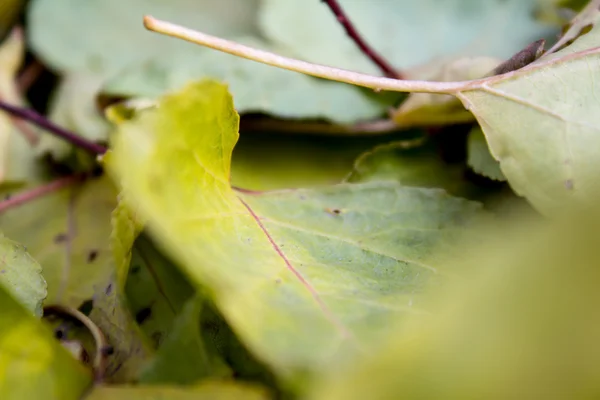 Beaucoup de feuilles d'automne — Photo