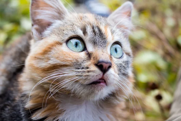 Littel kitten musim gugur — Stok Foto