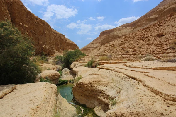 Ein Gedi, Judeen öknen i det heliga landet, Israel — Stockfoto