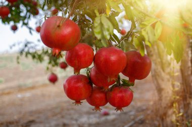 İsrail 'de açan nar bahçesi, gün batımı. Rosh HaShanah