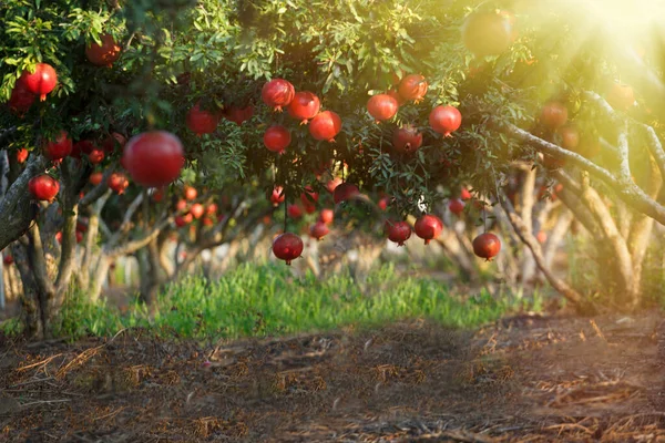 石榴花园在以色列盛开 Rosh Hashanah — 图库照片