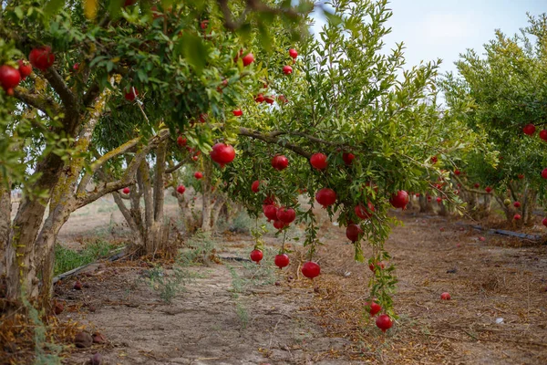 Jardín Granada Floreciendo Israel Puesta Del Sol Rosh Hashanah —  Fotos de Stock