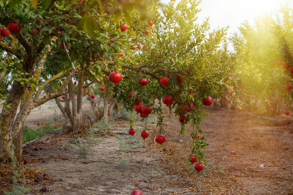 Jardim Romã Florescendo Israel Por Sol Rosh Hashanah — Fotografia de Stock